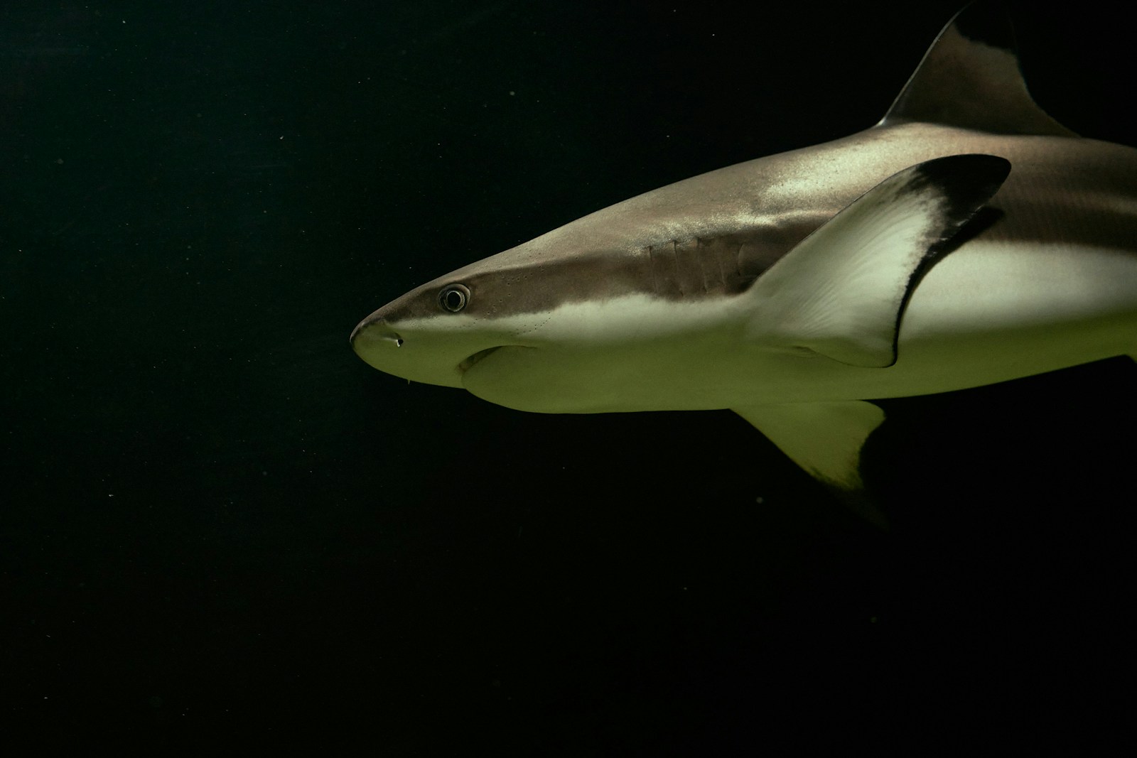a close up of a shark in the water